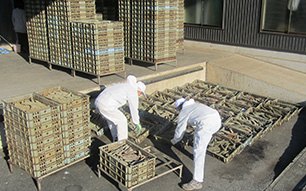 カビ付加工品天日干し作業