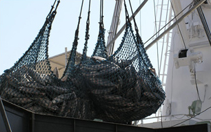 Fresh raw skipjack is landed.