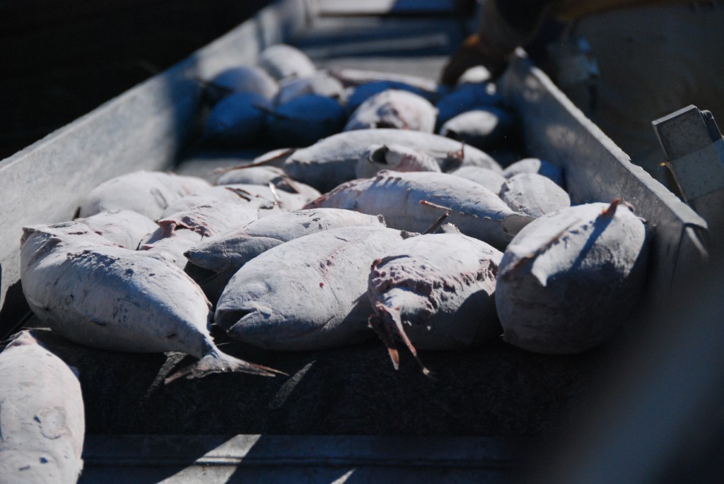 [LNG:ENG]Frozen raw fish, Loin	(Made in Domestic, Overseas: Philippines, Indonesia, Viet Nam, China)